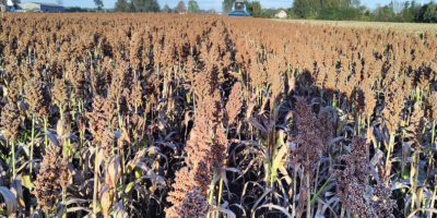 Hallo, ich habe rotes Sorghum der Sorte RAGT Belluga