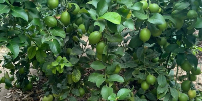 Albanian lime farm in a village called bishan near