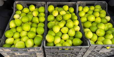 Albanische Kalkfarm in einem Dorf namens Bishan in der