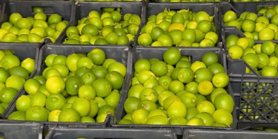 Albanische Kalkfarm in einem Dorf namens Bishan in der