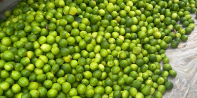 Albanian lime farm in a village called bishan near