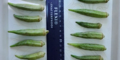 we offer fresh or deep frozen okra ! packaging