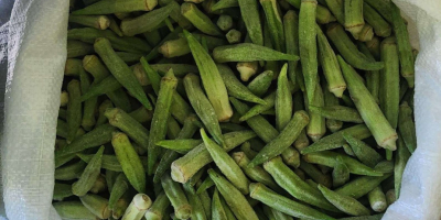 we offer fresh or deep frozen okra ! packaging