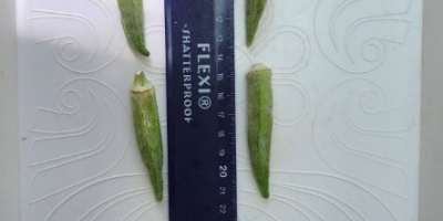 we offer fresh or deep frozen okra ! packaging