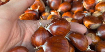 Chestnuts from the Ancares in León, a biosphere reserve,