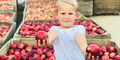 I will sell 30 tons of Jonagored!!! Nice apples,