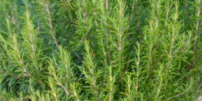 Dried rosemary for sale in bulk