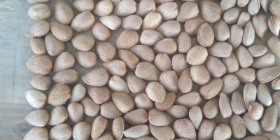 The SAG Gardens company offers Spanish almonds of the