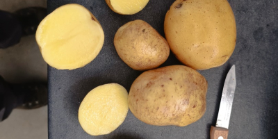 High quality potatoes maya, gala. Grown wtihith care, quality