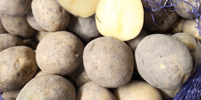 High quality potatoes maya, gala. Grown wtihith care, quality