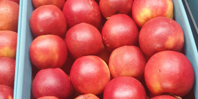 The Polish COMPANY AL-DA Sp.J will sell potatoes for