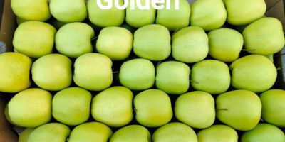 The Polish COMPANY AL-DA Sp.J will sell potatoes for