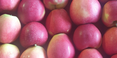 The Polish COMPANY AL-DA Sp.J will sell potatoes for