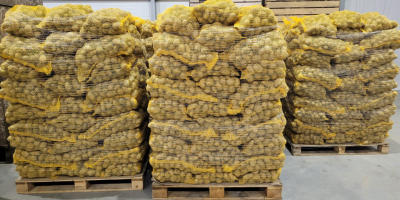 The Polish COMPANY AL-DA Sp.J will sell potatoes for