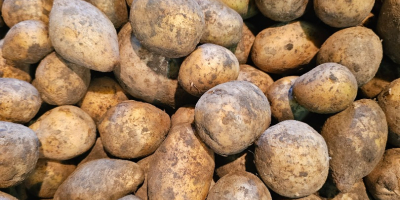 I will sell waste potatoes, feed potatoes, gala -