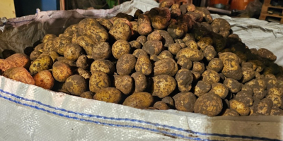 I will sell waste potatoes, feed potatoes, gala -