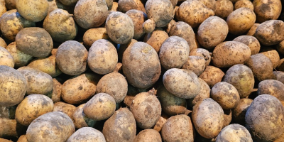 I will sell waste potatoes, feed potatoes, gala -