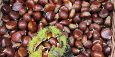 Vendo castagne del Bierzo biologiche coltivate in casa senza