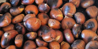 I sell home-grown ORGANIC chestnuts from El Bierzo, free