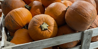 Halloween-Kürbis Sofort lieferbar 17 Tonnen. Verpackt in Boxpaletten. Preis