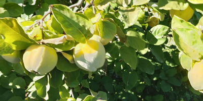 Quince harvest of 24 years