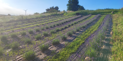 O sa vind ciorchini uscati de lavanda, aproximativ 3000-4000