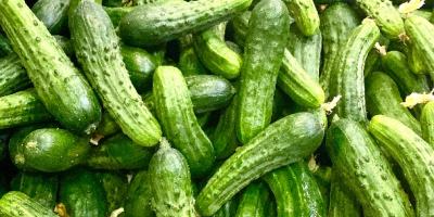 Unique cucumber of the European Gherkin variety with a