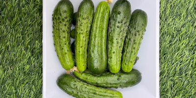 Unique cucumber of the European Gherkin variety with a