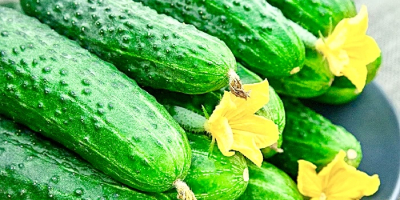 Unique cucumber of the European Gherkin variety with a