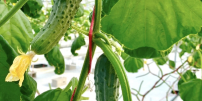 Unique cucumber of the European Gherkin variety with a