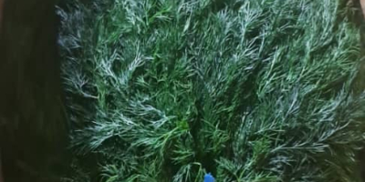 I will sell Beautiful Dill from import fresh entry