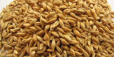 Source the finest Ukrainian barley for your business, whether