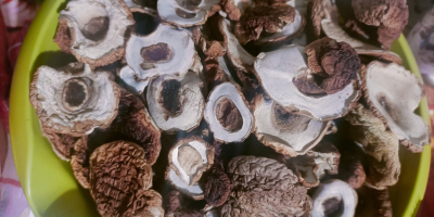 I will sell dried boletus 100% healthy, Only young