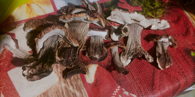 I will sell dried boletus 100% healthy, Only young