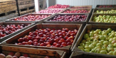 Vendiamo mele delle seguenti varietà: Golden Delicious, Fuji, Story