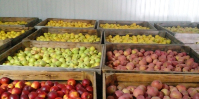 Vendiamo mele delle seguenti varietà: Golden Delicious, Fuji, Story