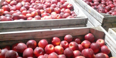 Vendiamo mele delle seguenti varietà: Golden Delicious, Fuji, Story