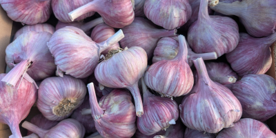 Siamo un importatore diretto di aglio, con prodotti provenienti