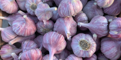 Siamo un importatore diretto di aglio, con prodotti provenienti