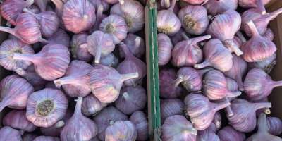 Siamo un importatore diretto di aglio, con prodotti provenienti