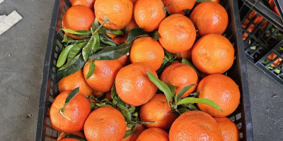 Mandarin Spain fresh entry !! Attractive price, beautiful goods