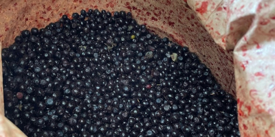 We offer high-quality frozen raspberries, collected from ecologically clean