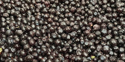 We offer high-quality frozen raspberries, collected from ecologically clean