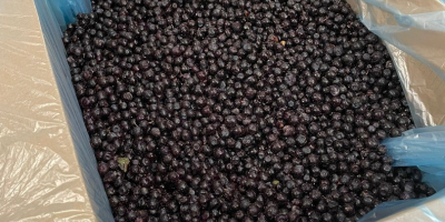We offer high-quality frozen raspberries, collected from ecologically clean