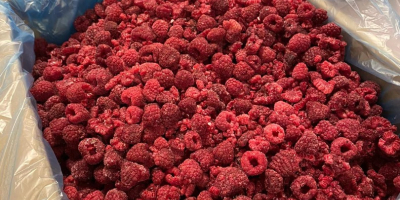 We offer high-quality frozen raspberries, harvested from environmentally clean