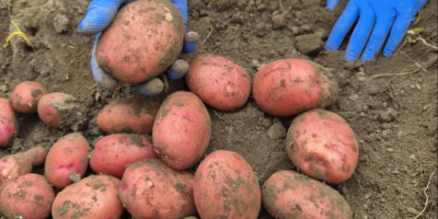 Offriamo patate sia gialle che rosse. Possiamo discutere individualmente