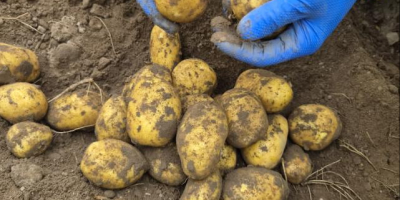 Offriamo patate sia gialle che rosse. Possiamo discutere individualmente