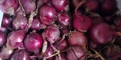 Rote Zwiebel zu verkaufen