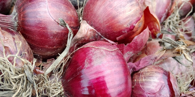 Rote Zwiebel zu verkaufen