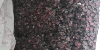 Vendita mirtilli congelati, Quantità 8.000 kg, Confezione kk 11/1